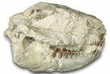 Bargain, Fossil Oreodont (Merycoidodon) Skull - South Dakota #300005-1